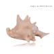 Queen Conch Shell